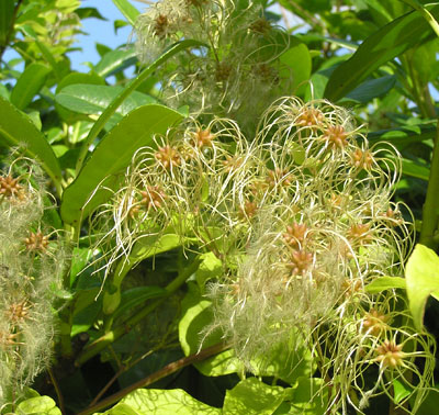 Gemeine Waldrebe, Clematis vitalba